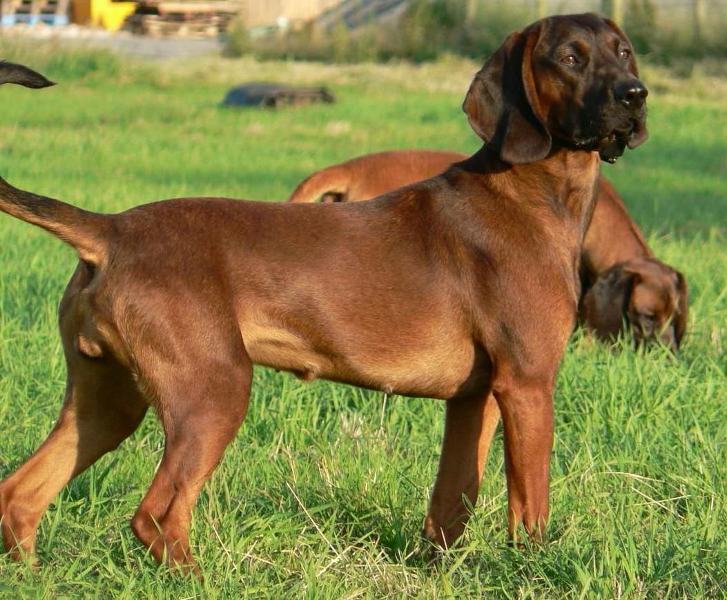 Bavarian Mountain Hound Dog Breed Image 15