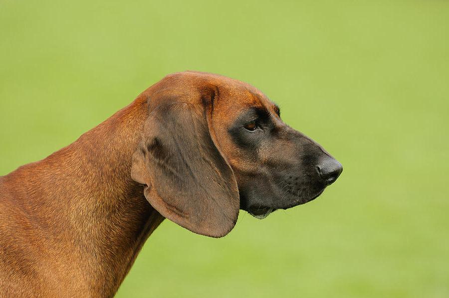 Bavarian Mountain Hound Dog Breed Image 19