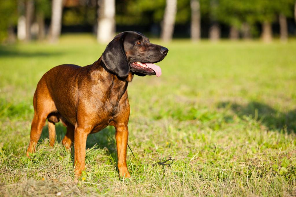 Bavarian Mountain Hound Dog Breed Image 8