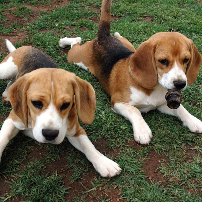 Beagle-Harrier Dog Breed Image 13