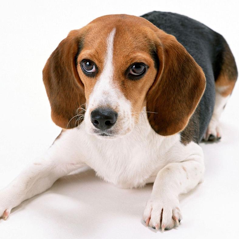 Beagle-Harrier Dog Breed Image 14