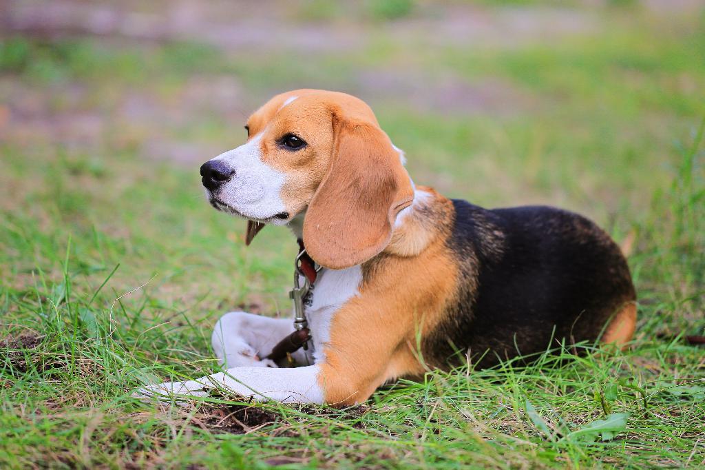 Beagle-Harrier Dog Breed Image 16