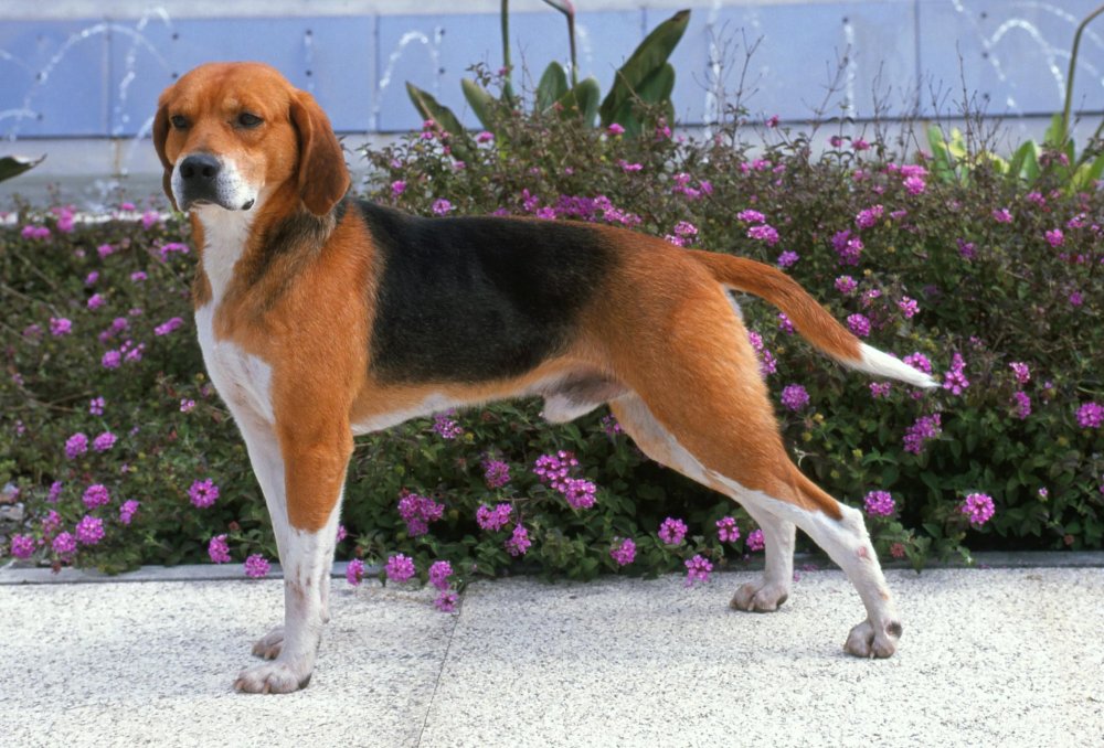 Beagle-Harrier Dog Breed Image 17