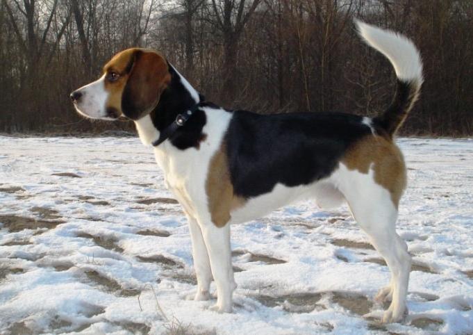 Beagle-Harrier Dog Breed Image 19