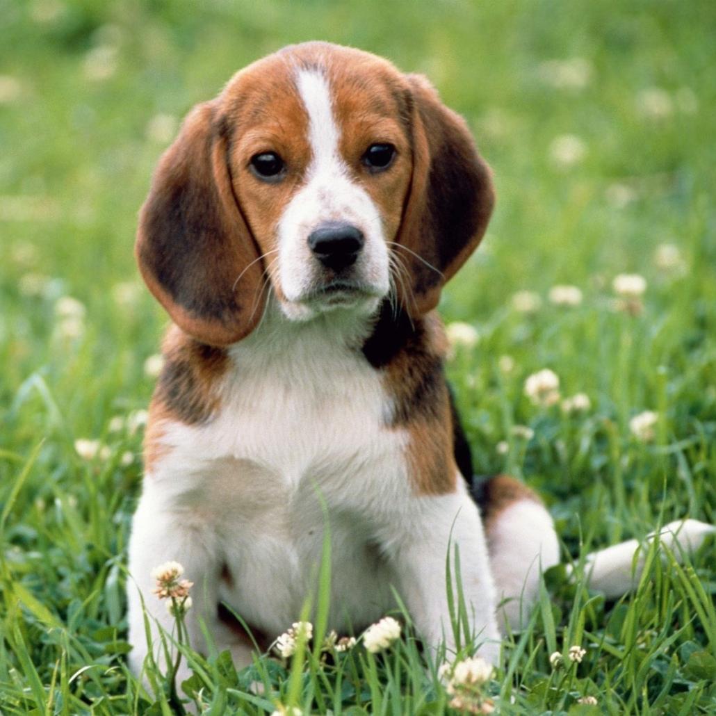 Beagle-Harrier Dog Breed Image 2