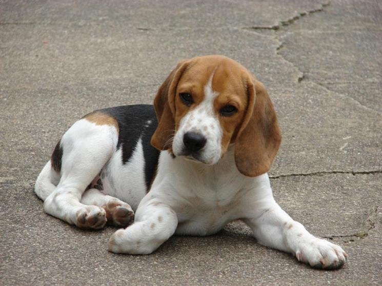 Beagle-Harrier Dog Breed Image 5