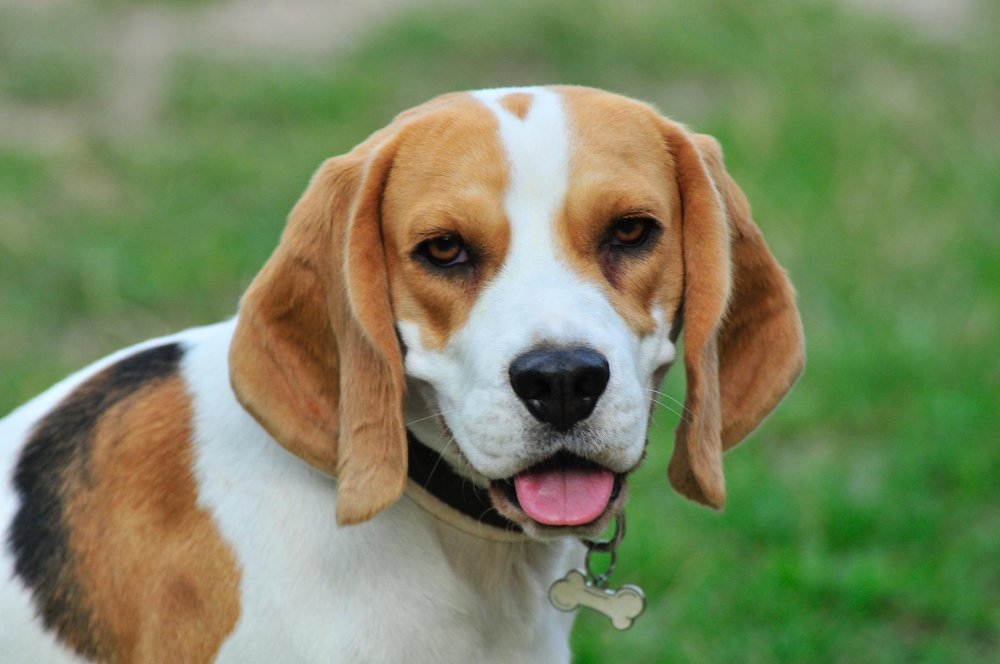 Beagle Dog Breed Image 1