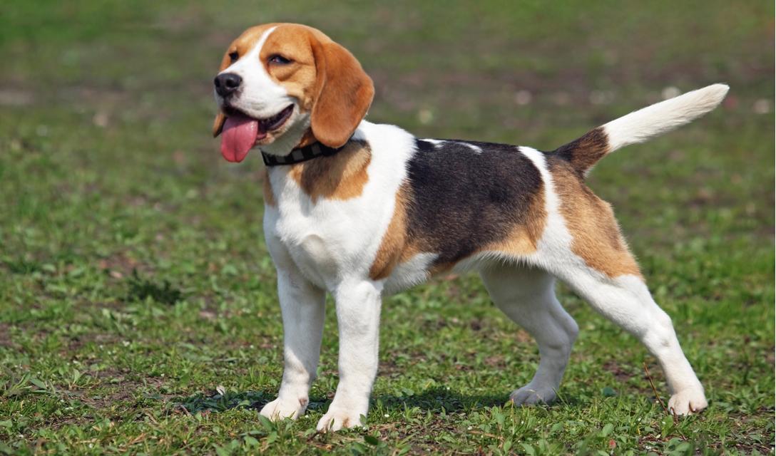 Beagle Dog Breed Image 16