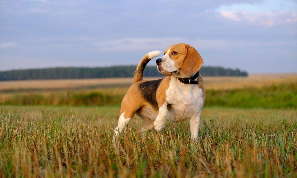 Beagle Dog Breed Image 19