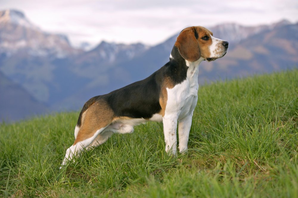 Beagle Dog Breed Image 2