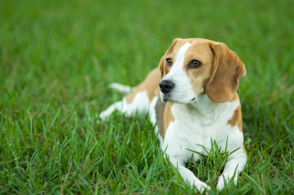 Beagle Dog Breed Image 5