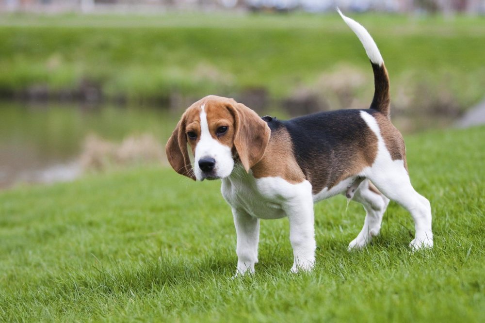 Beagle Dog Breed Image 6