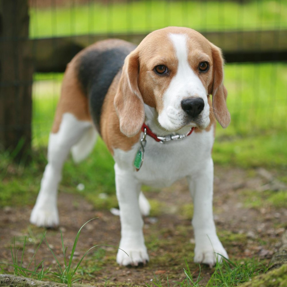 Beagle Dog Breed Image 9