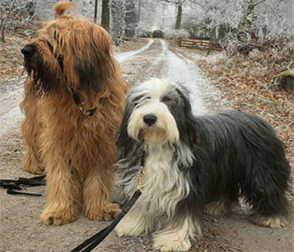 Bearded Collie Dog Breed Image 11