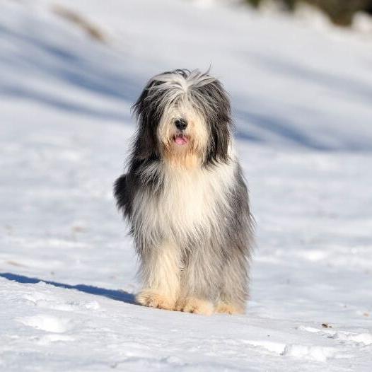 Bearded Collie Dog Breed Image 15