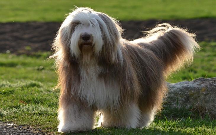 Bearded Collie Dog Breed Image 18