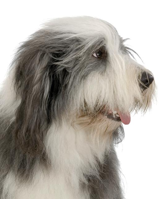 Bearded Collie Dog Breed Image 19