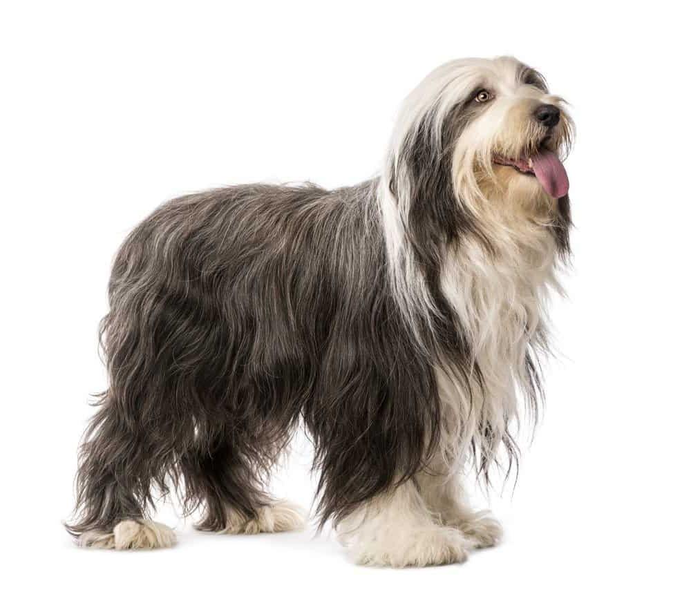 Bearded Collie Dog Breed Image 4