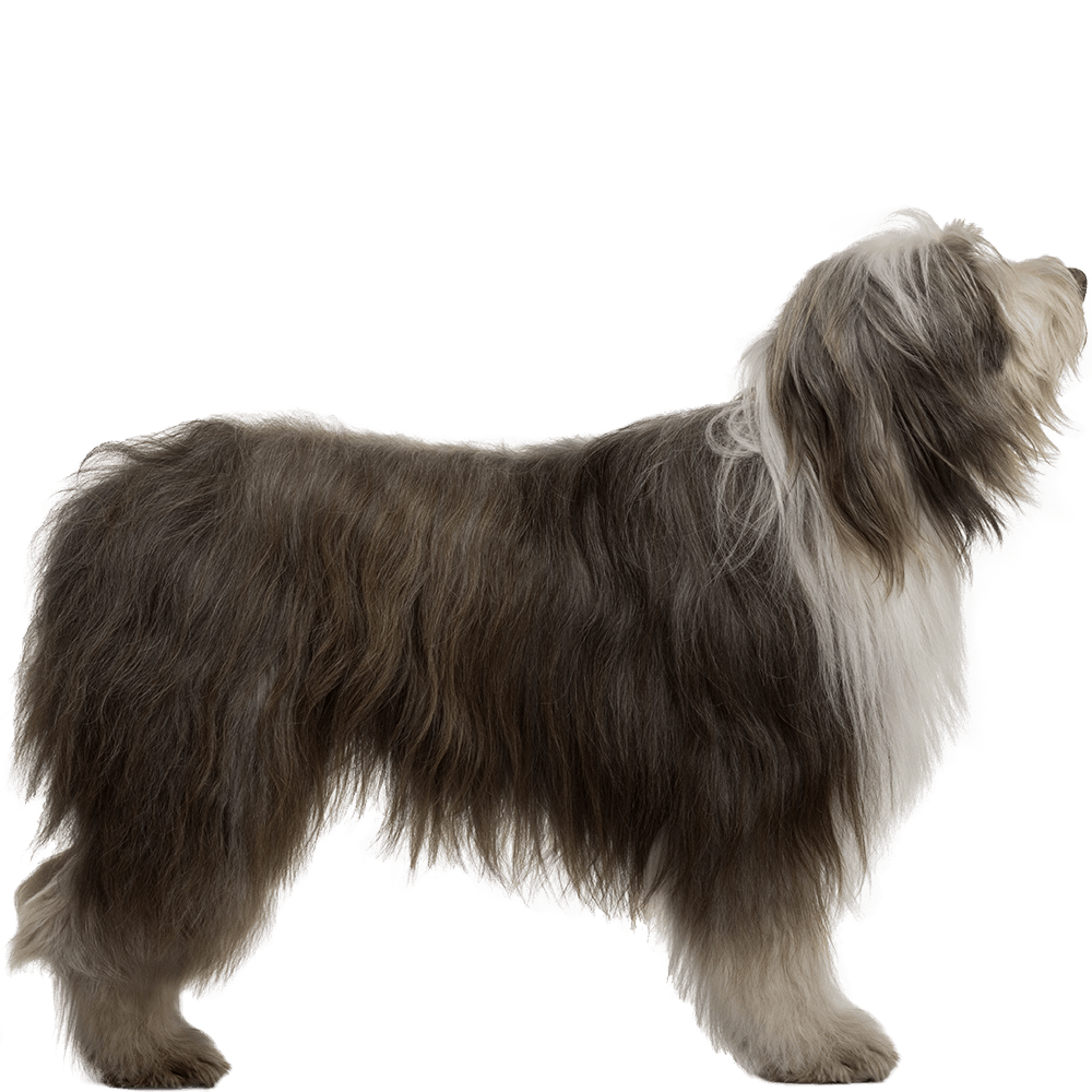 Bearded Collie Dog Breed Image 5