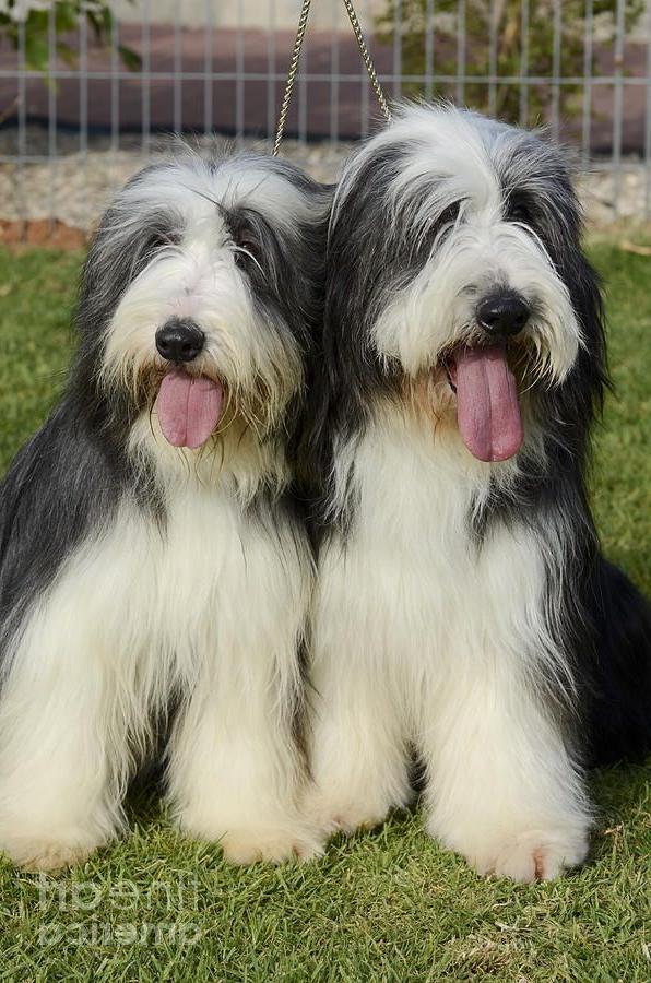 Bearded Collie Dog Breed Image 9