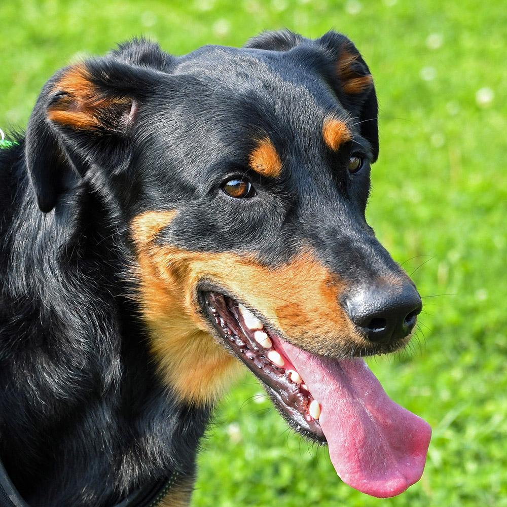 Beauceron Dog Breed Image 10