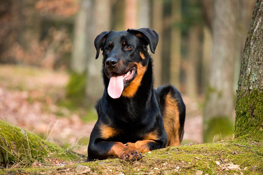 Beauceron Dog Breed Image 12