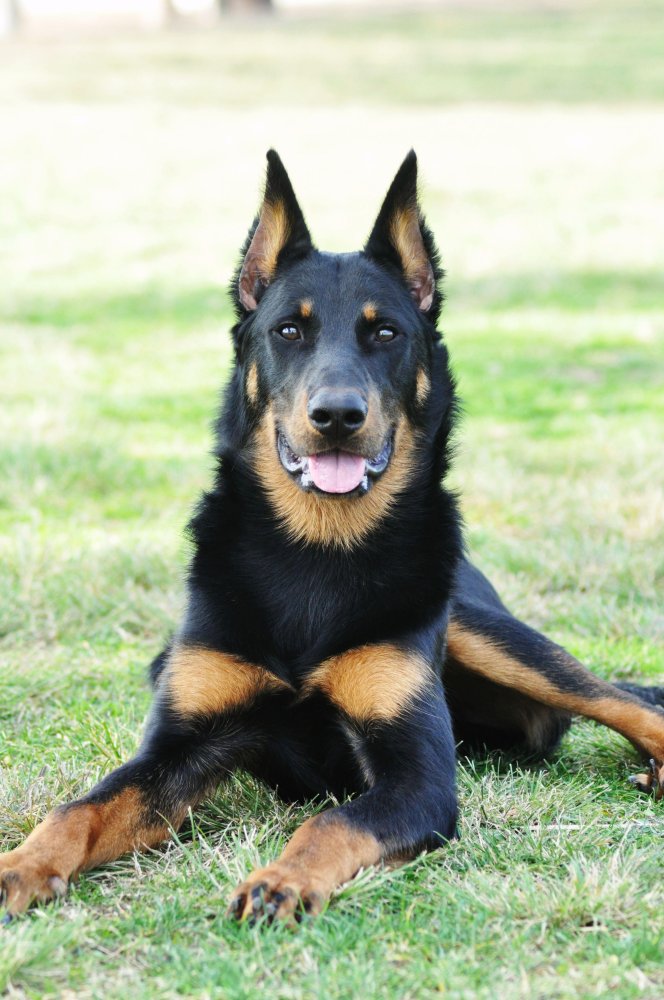 Beauceron Dog Breed Image 2