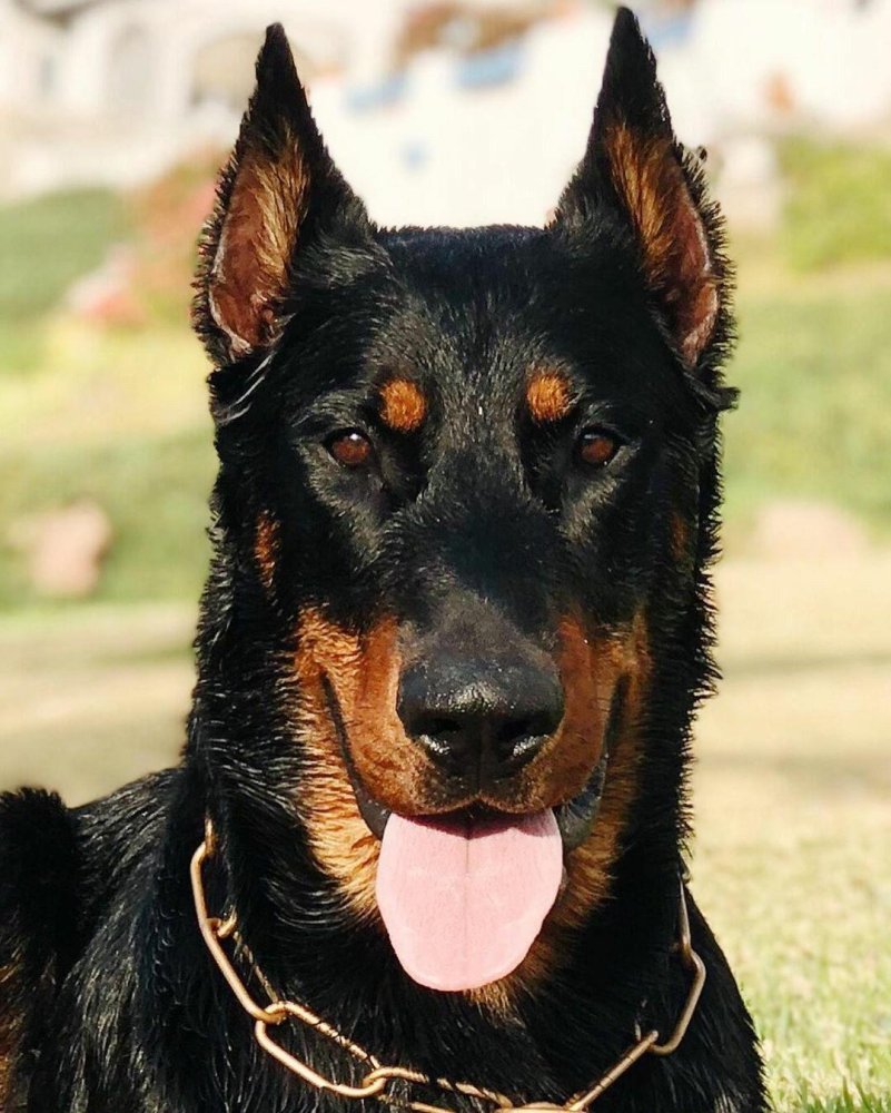 Beauceron Dog Breed Image 20