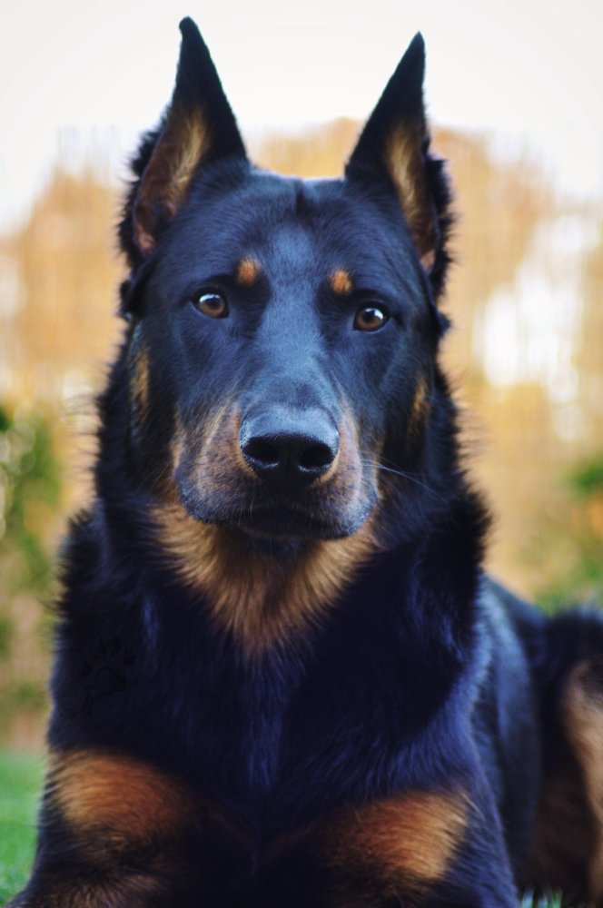 Beauceron Dog Breed Image 3