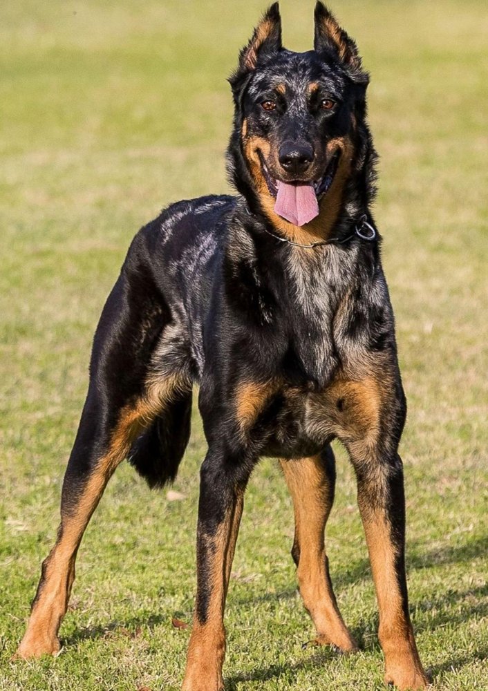 Beauceron Dog Breed Image 4