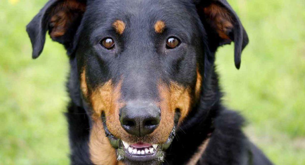 Beauceron Dog Breed Image 6