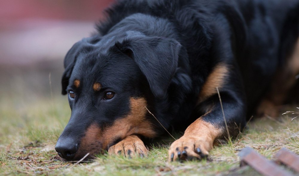 Beauceron Dog Breed Image 7