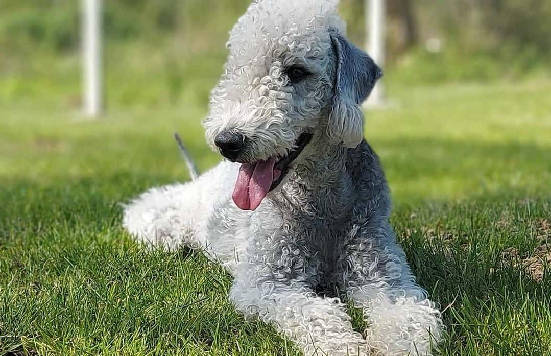 Bedlington Terrier Dog Breed Image 13