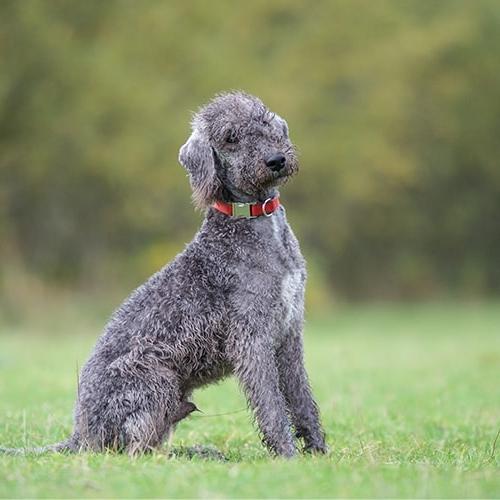 Bedlington Terrier Dog Breed Image 14