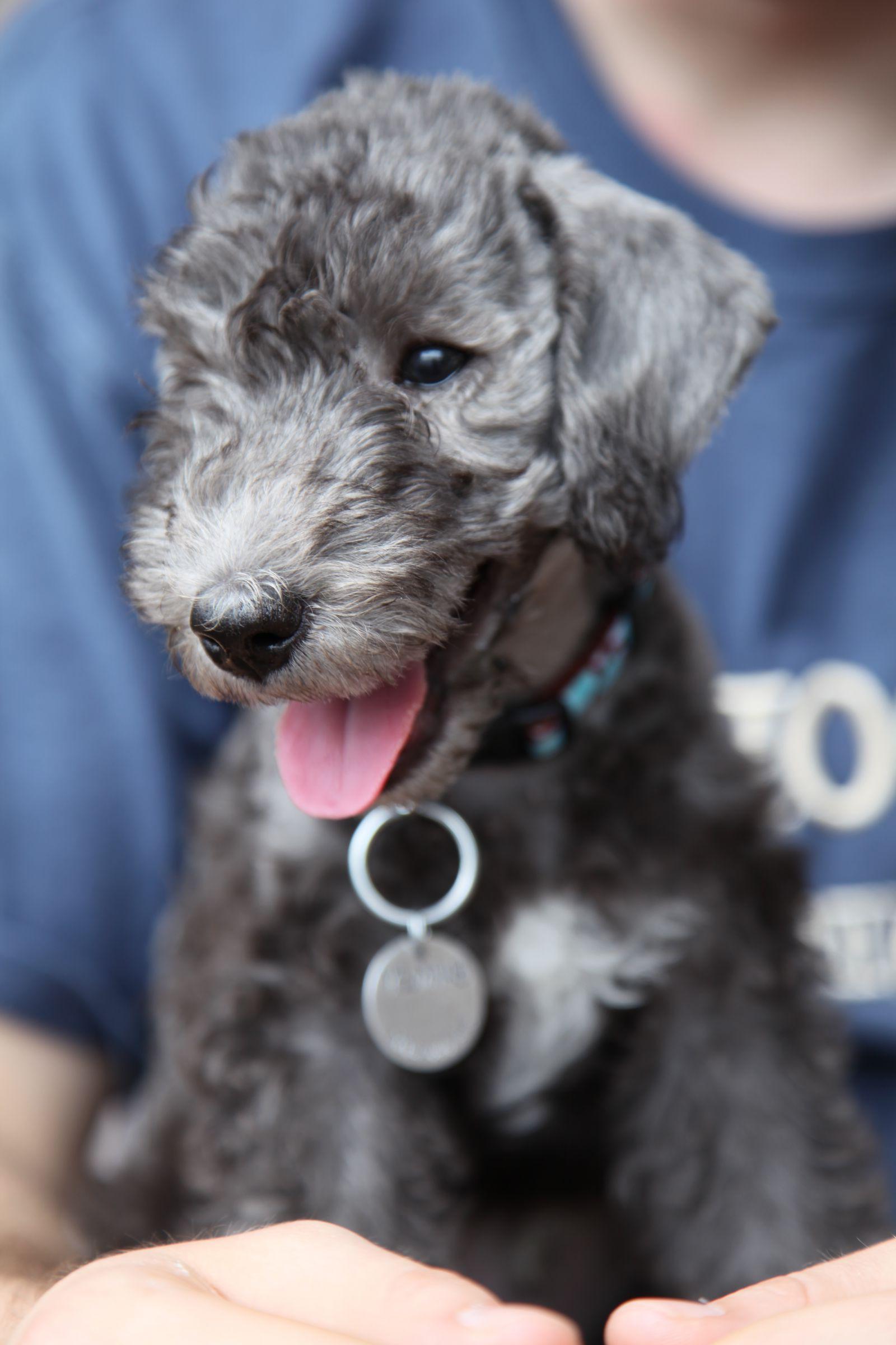 Bedlington Terrier Dog Breed Image 16