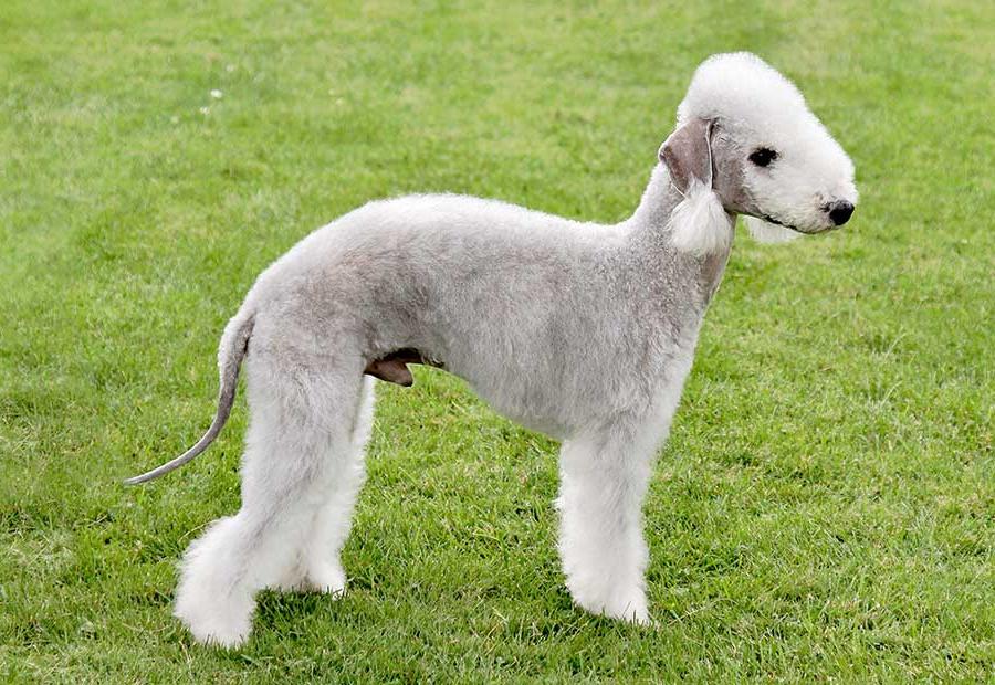 Bedlington Terrier Dog Breed Image 18