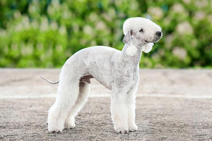 Bedlington Terrier Dog Breed Image 2