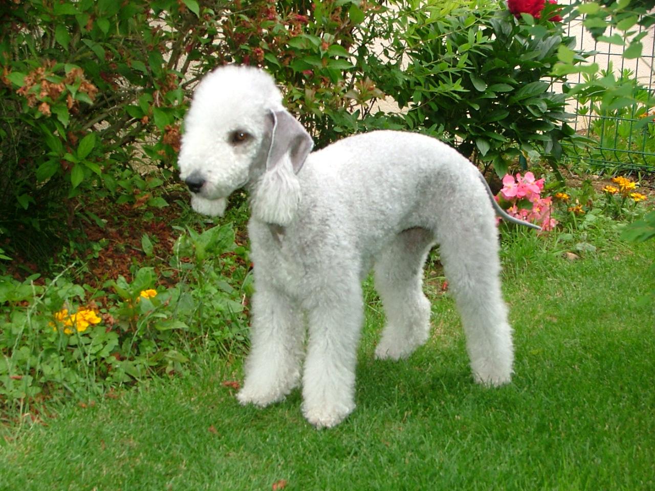 Bedlington Terrier Dog Breed Image 4