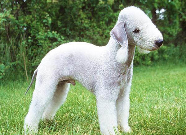 Bedlington Terrier Dog Breed Image 9