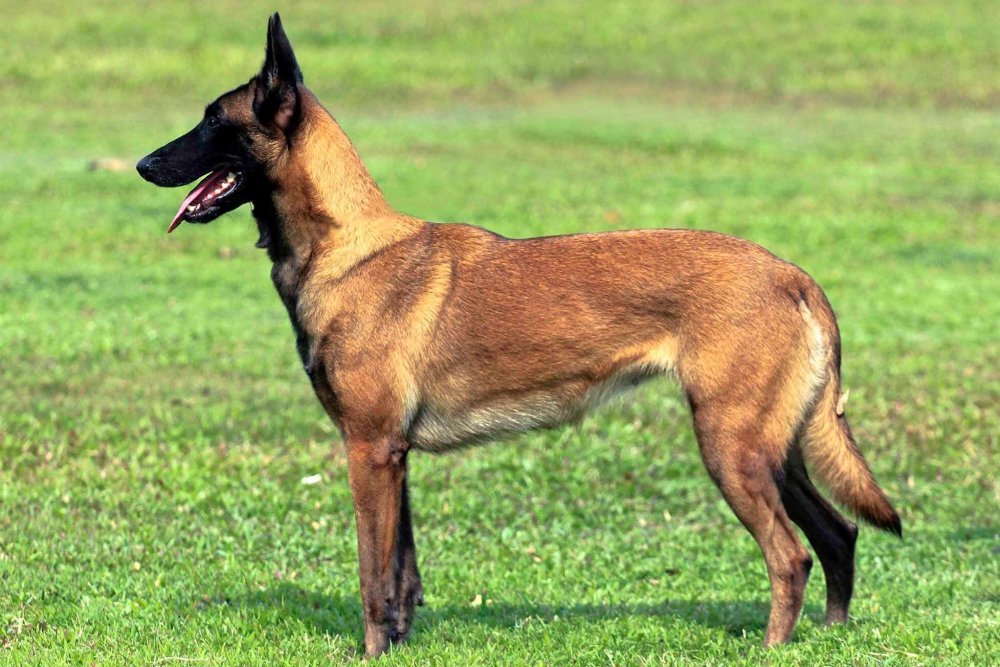 Belgian Malinois Dog Breed Image 1