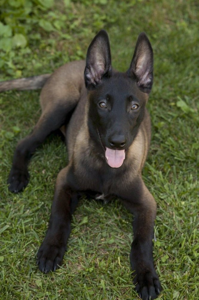 Belgian Malinois Dog Breed Image 14