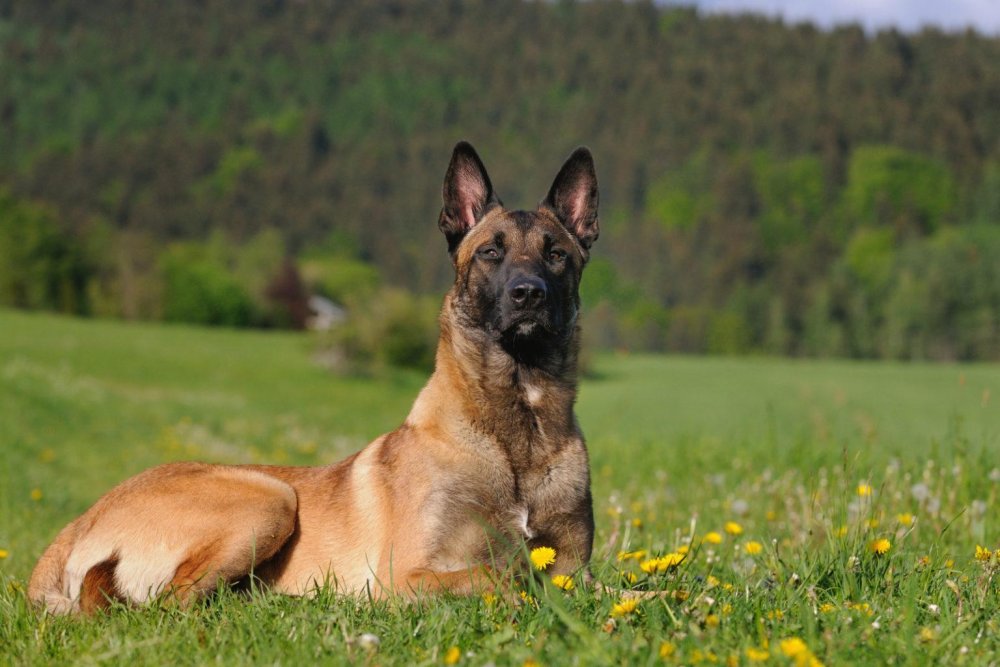 Belgian Malinois Dog Breed Image 17