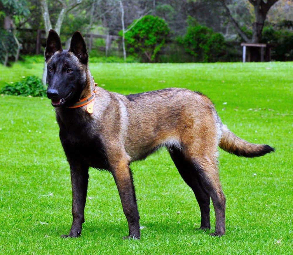 Belgian Malinois Dog Breed Image 8