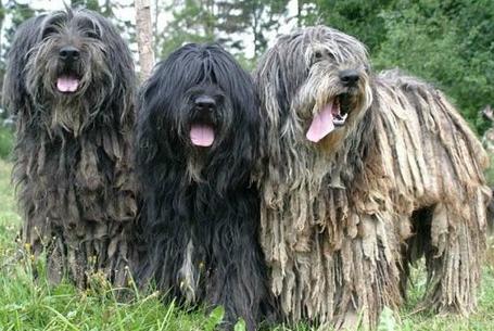 Bergamasco Shepherd Dog Breed Image 10