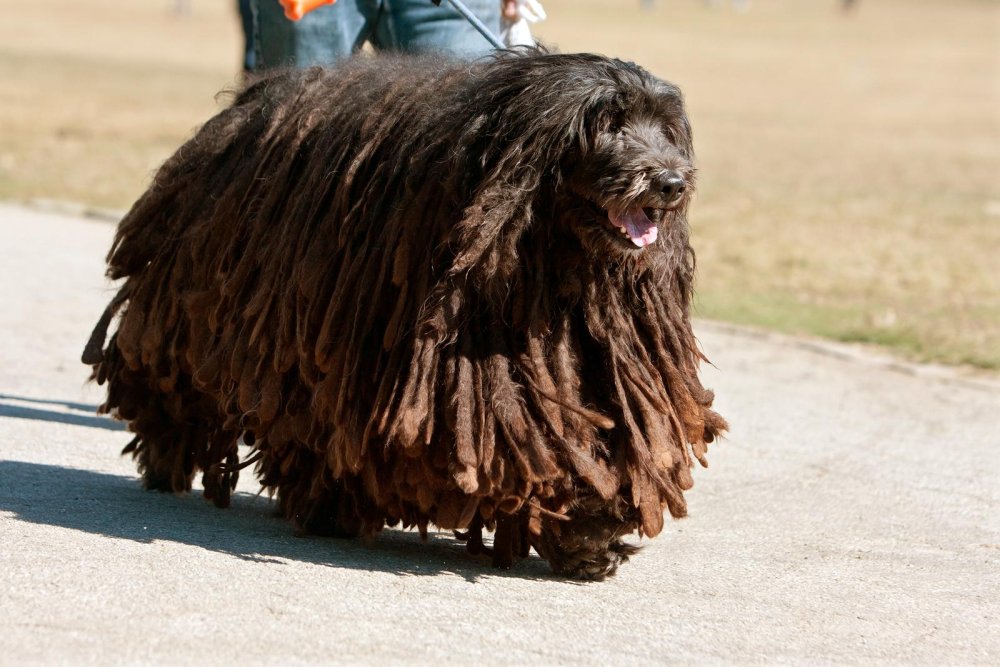 Bergamasco Shepherd Dog Breed Image 12