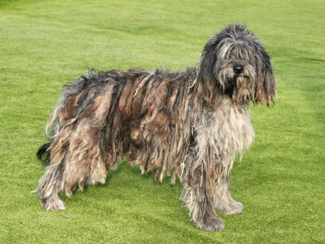 Bergamasco Shepherd Dog Breed Image 13