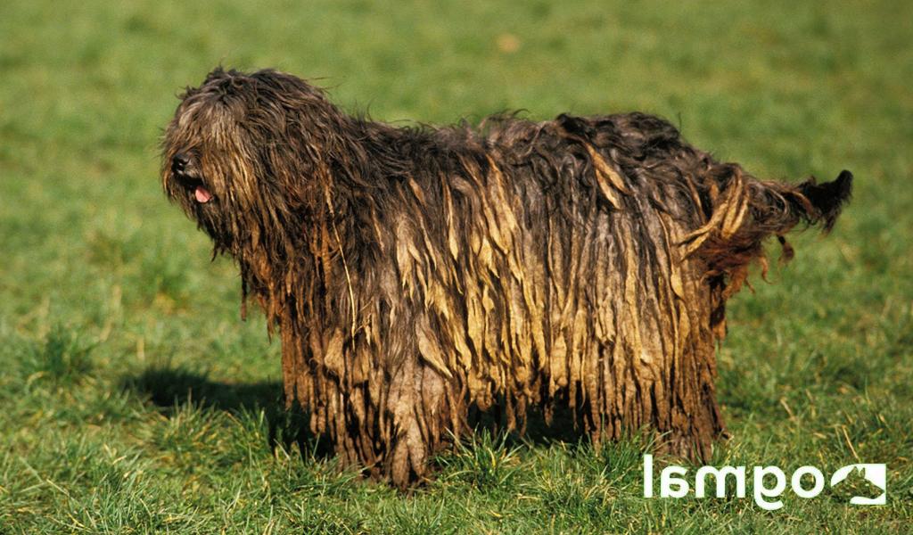 Bergamasco Shepherd Dog Breed Image 15