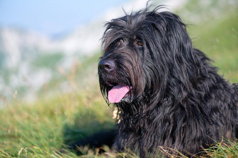 Bergamasco Shepherd Dog Breed Image 18