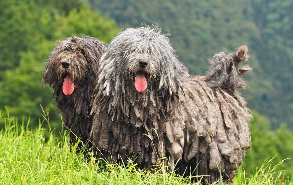 Bergamasco Shepherd Dog Breed Image 2