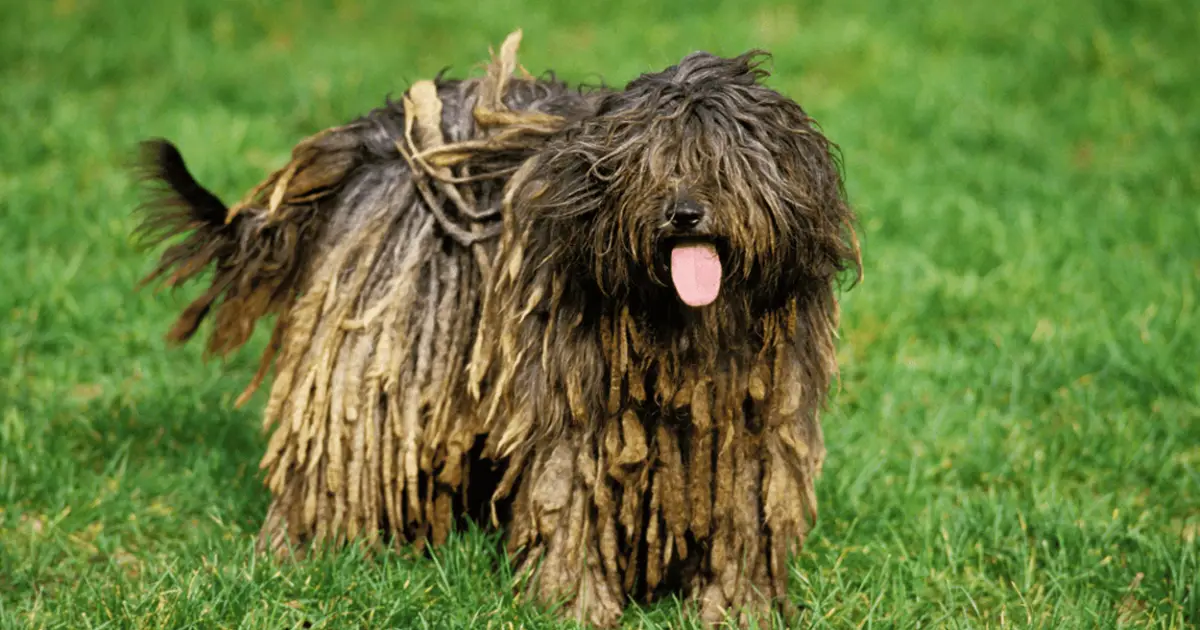 Bergamasco Shepherd Dog Breed Image 5